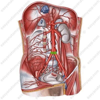 Бифуркация аорты (bifurcatio aortae)